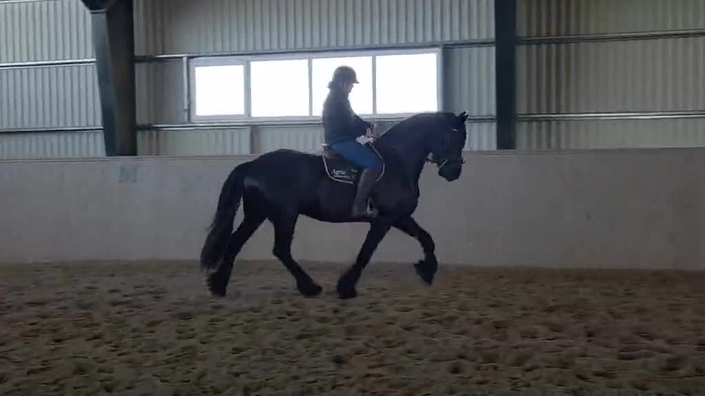 Allround hästar till salu: Sirius en lyxig drömhäst - Video 1