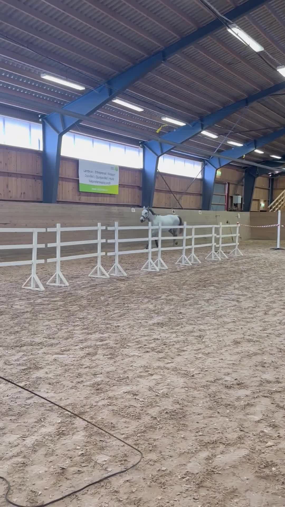 Hoppning hästar till salu: Hoppsto för den sattsande - Video 4
