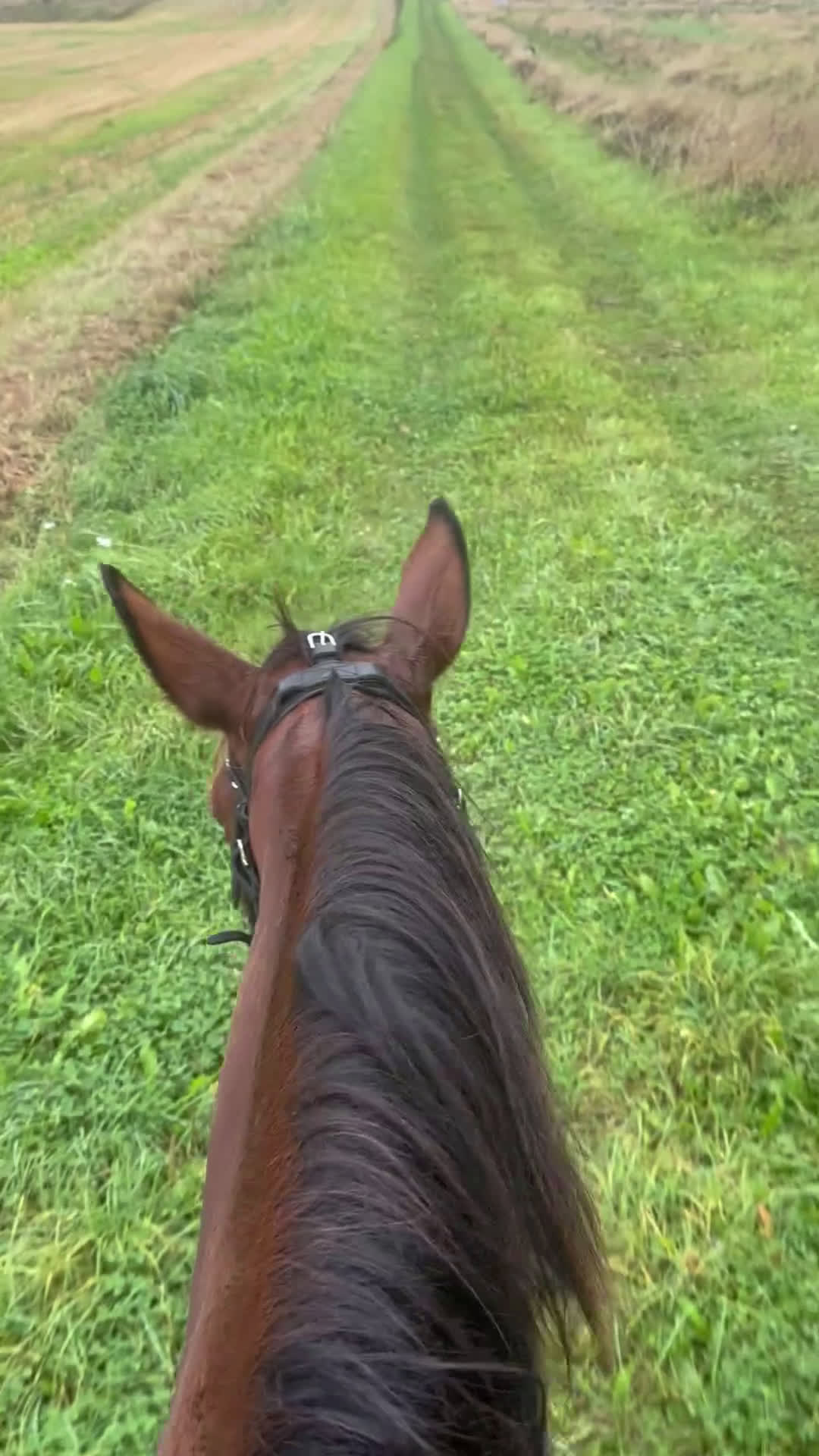 Allround hästar till salu: Snäll tjej till ridning - Video 1