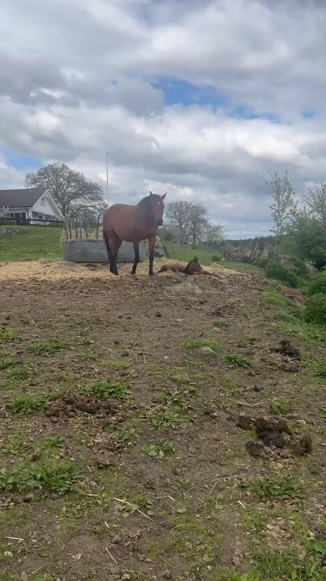 Hoppning hästar till salu: Framtida topp sto e. Pegase van’t Ruytershof! i Ullared - Video 1