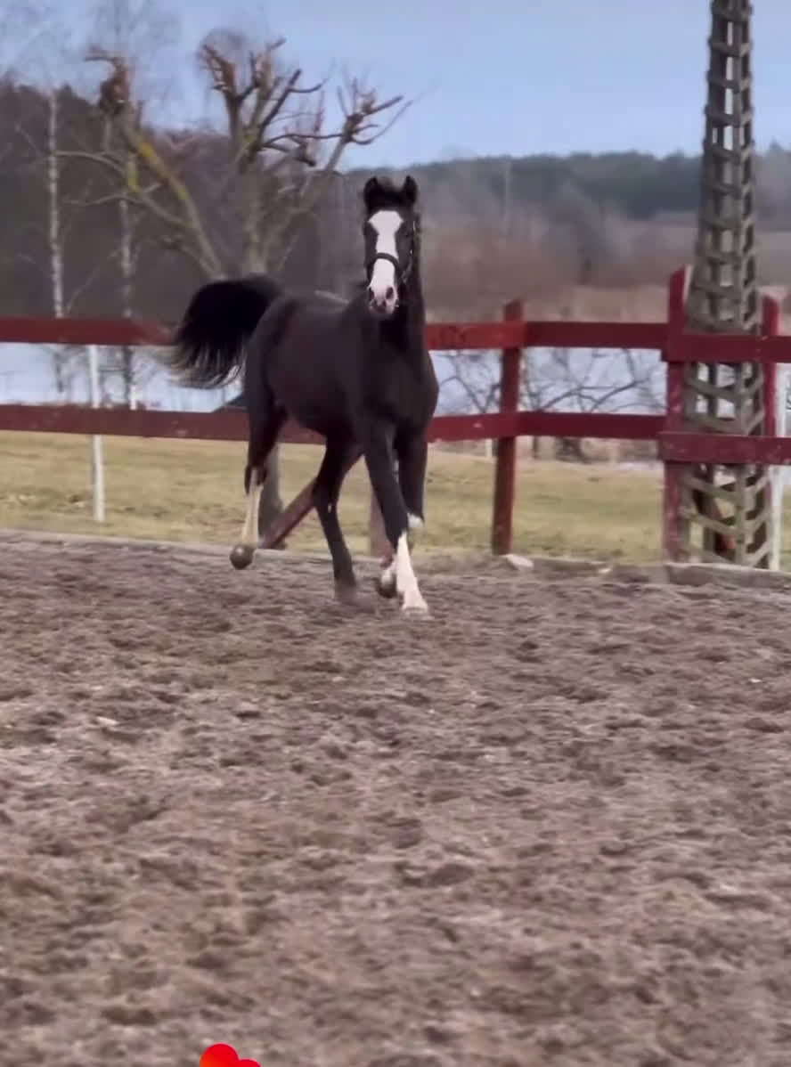 Allround hästar till salu: Vackert atletiskt sto 🎁priset gäller innan jul  i Tystberga - Video 2
