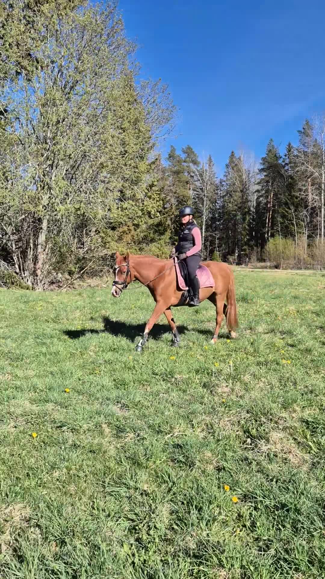 Allround hästar till salu: D-ponnyn Gunnar letar ny liten ryttare - Video 4