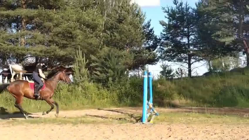 Hoppning hästar till salu: Gucci 2021 - Video 1