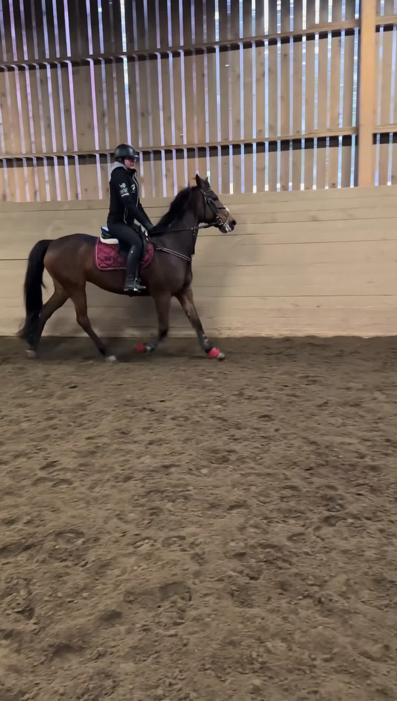  foderhäst finnes: Snällt sto med personlighet söker fodervärd🌟 - Video 4