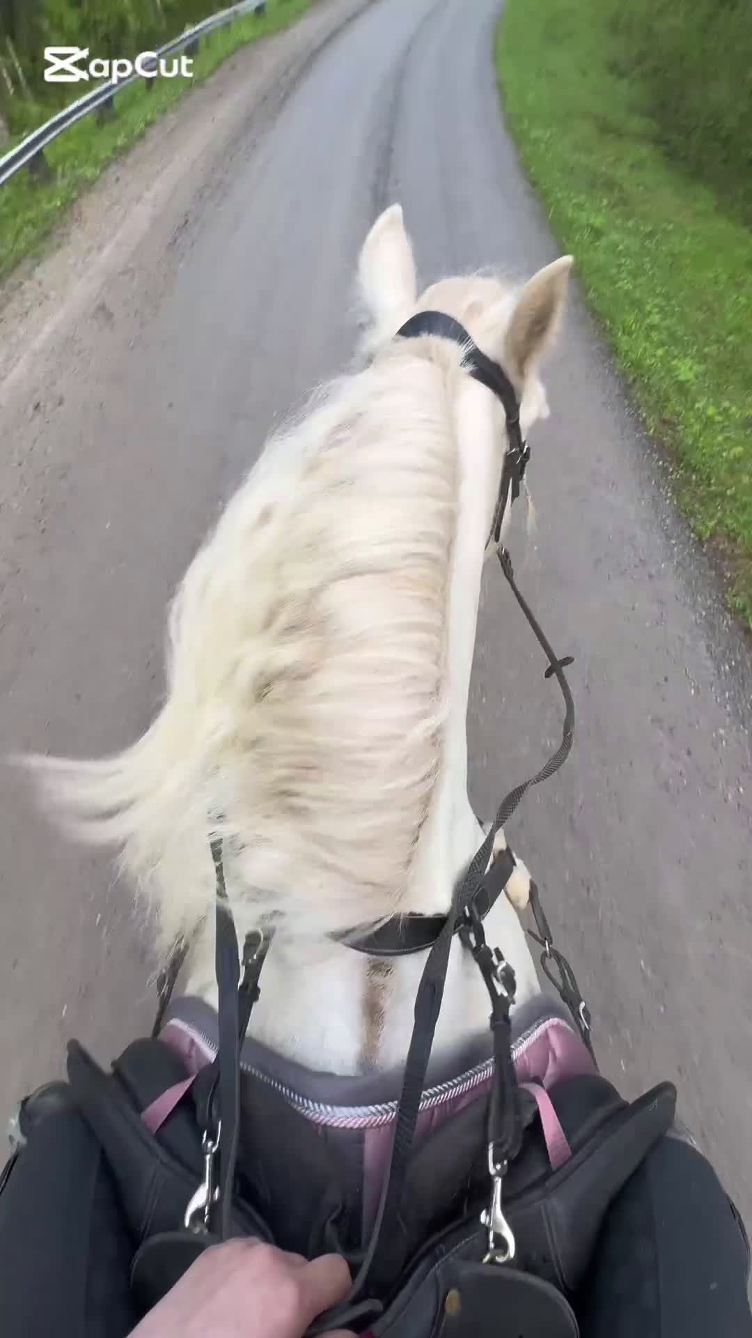 Allround hästar till salu: Vitt prins - Video 2