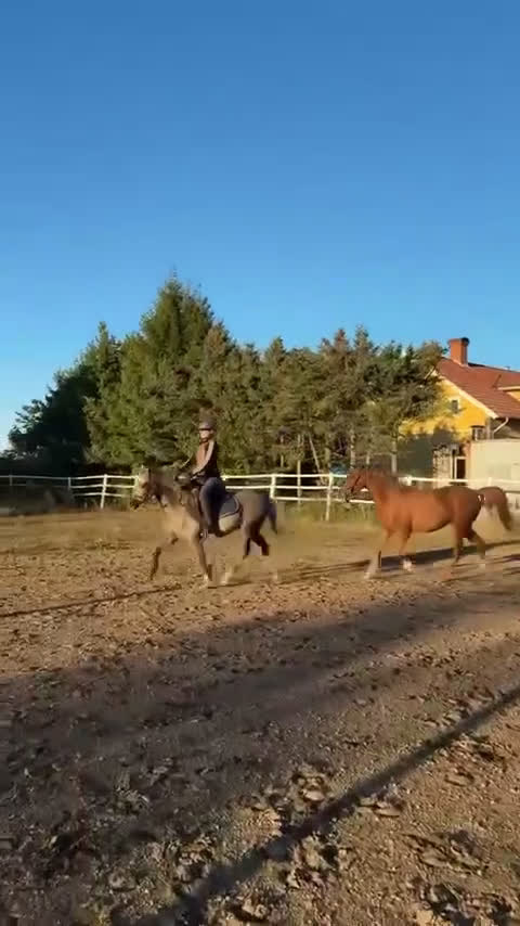Allround hästar till salu: Blivande C-ponny i Kvänum - Video 1