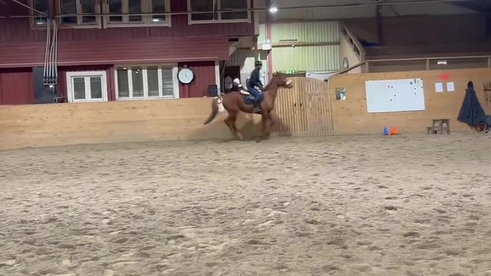 Allround hästar till salu: 6-årig valack med potential - Video 1