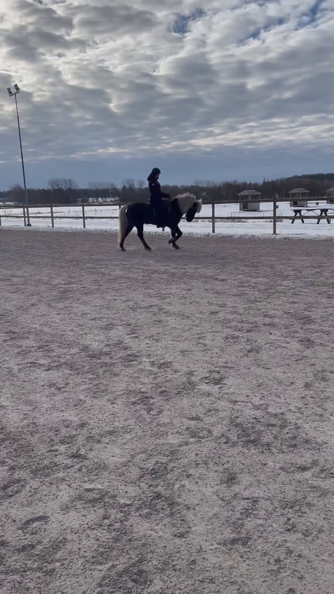 Island hästar till salu: Uttrycksfullt fyrgångssto ✨ i Halmstad - Video 1