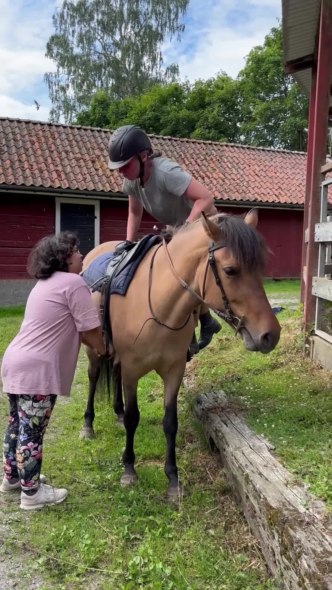 Allround hästar till salu: En blivande favorithäst - Video 1