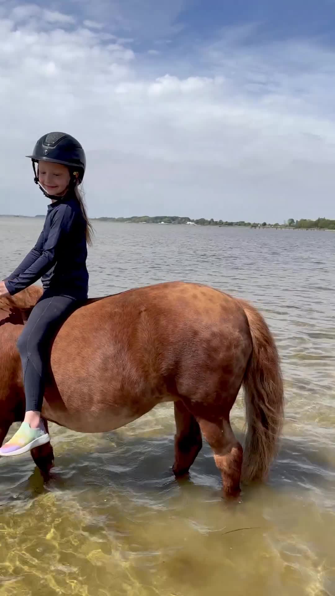 Allround hästar till salu: Rid- och körponny - Video 3
