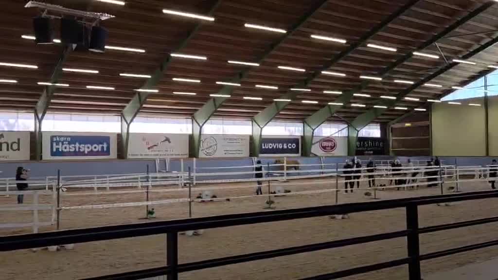 Dressyr hästar till salu: Toppklassigt dressyr sto 🐴 - Video 1
