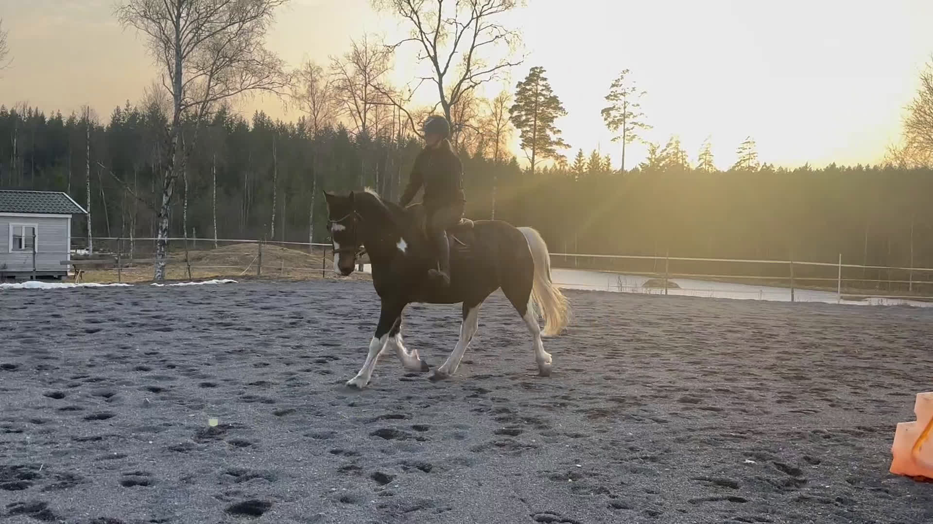 Allround hästar till salu: Familj/verksamhetshäst - Video 2