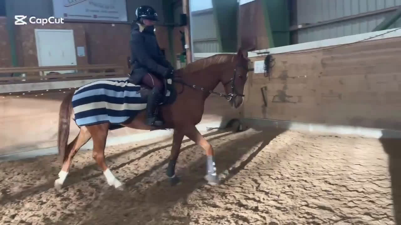 Allround hästar till salu: Intressekoll, ponny med kapacitet⭐️ - Video 2