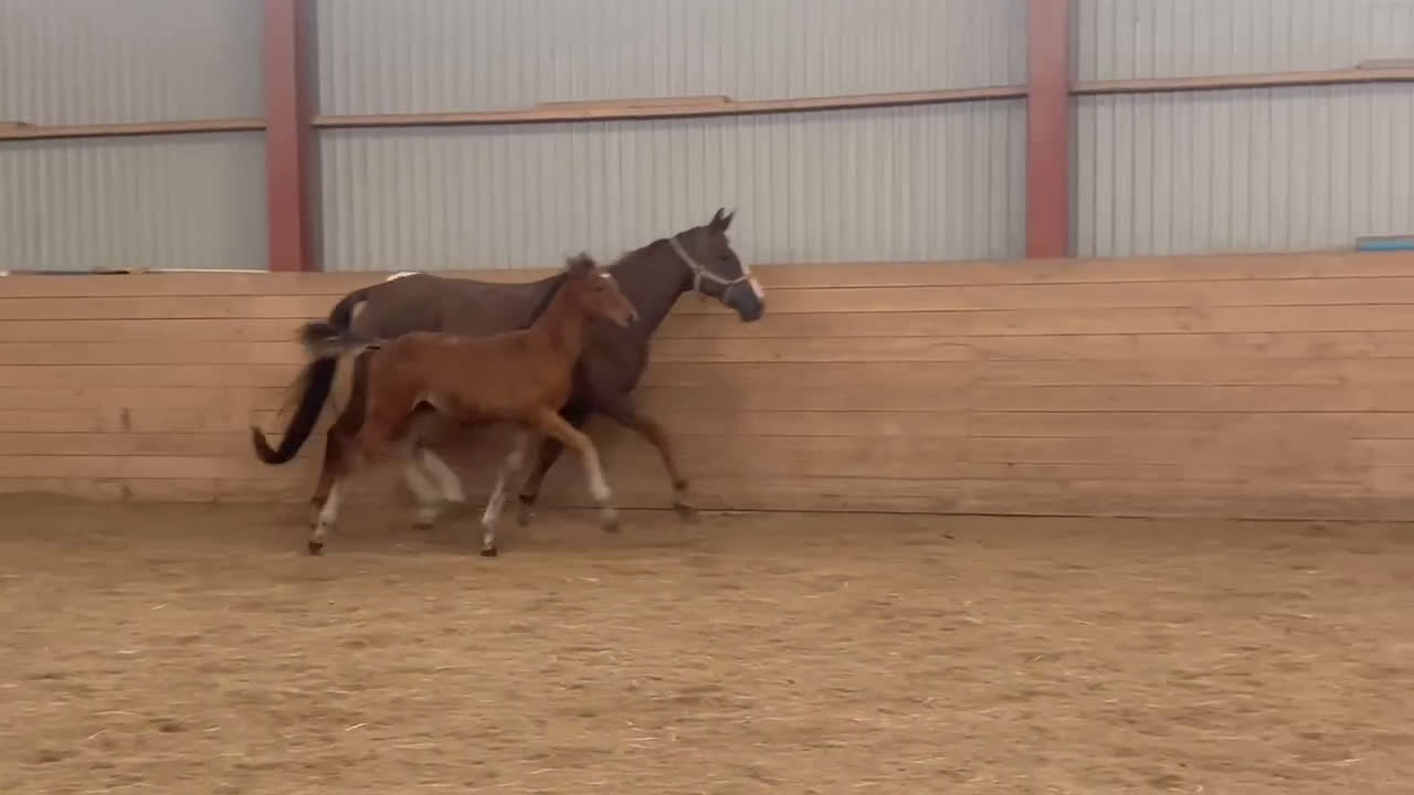Dressyr hästar till salu: Tävling & tränings kompis OBS sänkt pris!  i Åseda - Video 1
