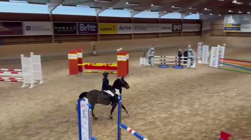 Hoppning hästar till salu: En på miljonen  i Fjärås - Video 1