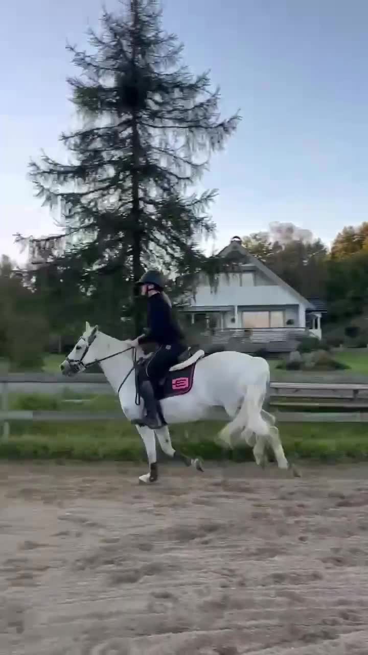 Hoppning hästar till salu: Trygg tävlingsponny med hjärta av guld i Harestad - Video 1