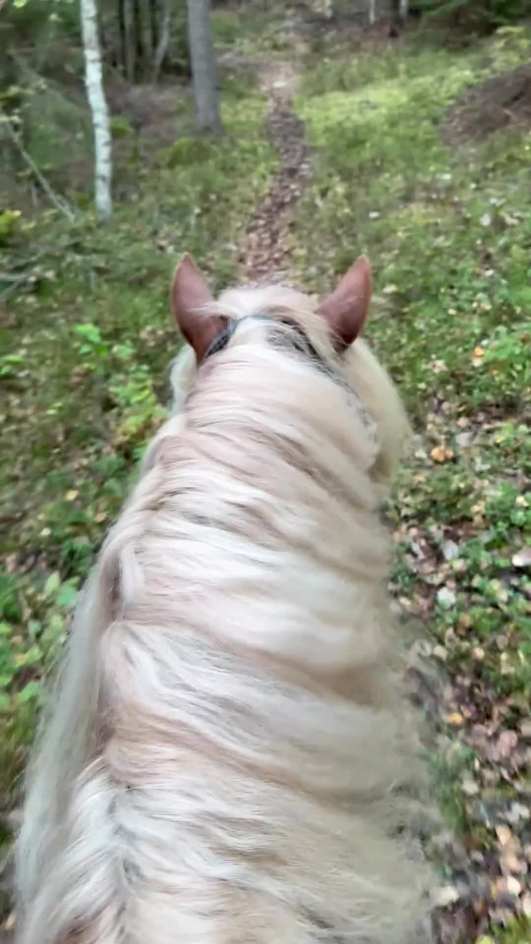 Allround hästar till salu: Fantastiskt vacker och trevlig kallblodsvalack. - Video 2