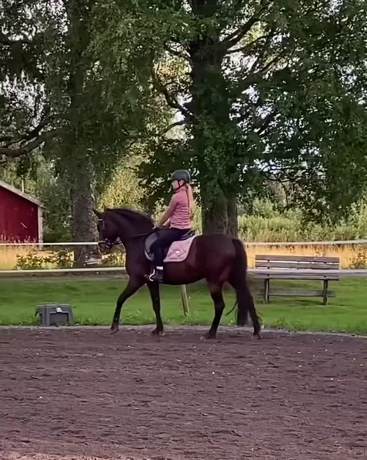 Allround hästar till salu: Tävlings- och träningskompis, röntgad och besiktad - Video 2