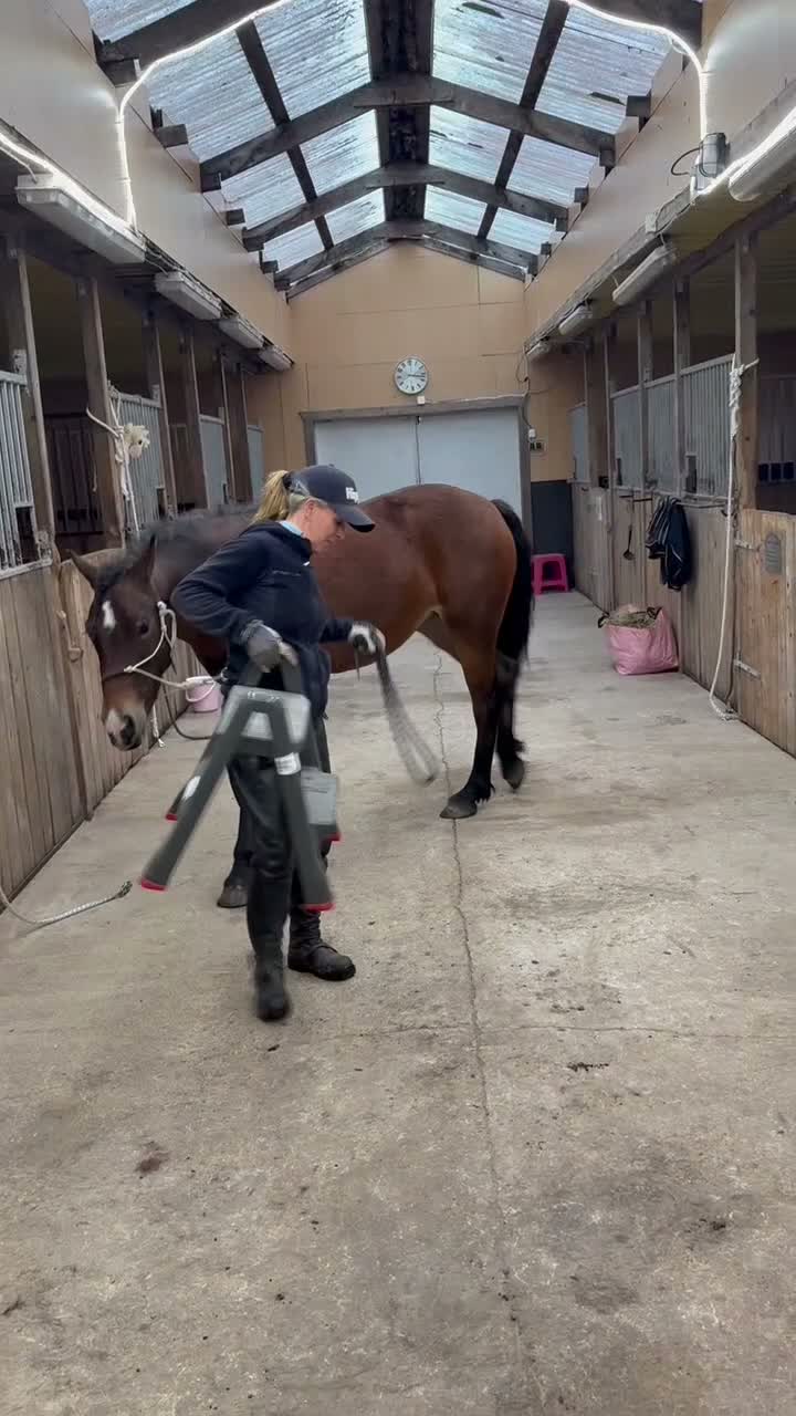 Allround hästar till salu: Welsh Cob-sto med kvalitet, stam & framtid🌟 - Video 1