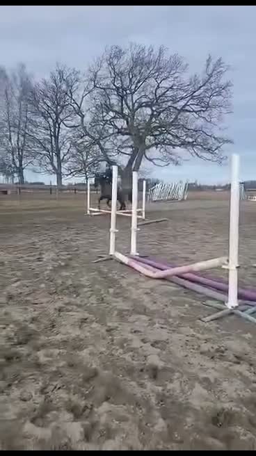 Allround hästar till salu: Bästa vän /avel/sallskap  - Video 1