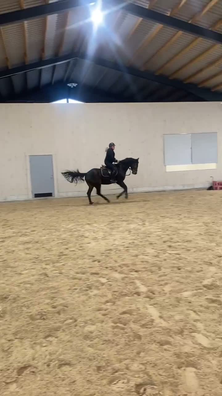 Fälttävlan hästar till salu: Positiv 4 åring.  - Video 3