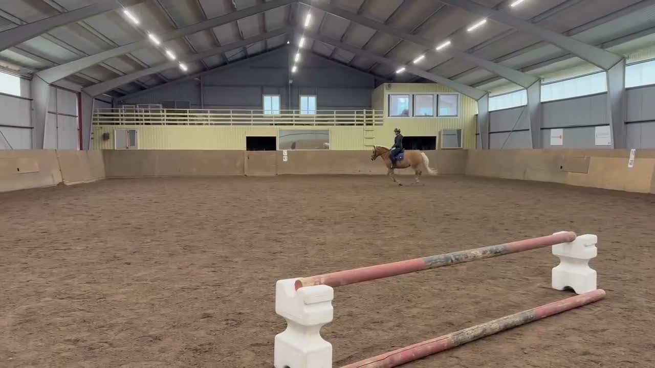 Allround hästar till salu: Vänligt Haflingersto - Video 1