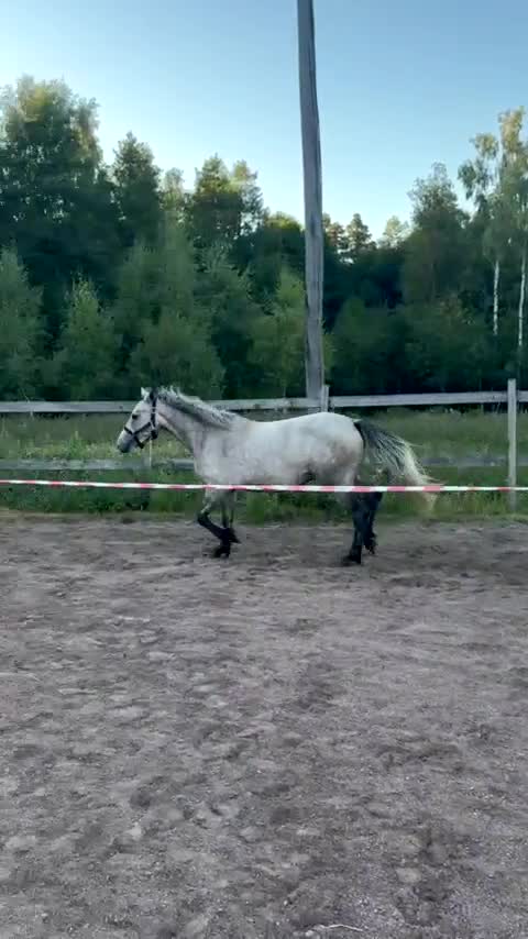 Hoppning hästar till salu: Lovande ponny för framtiden med toppstam! ⭐️ - Video 2