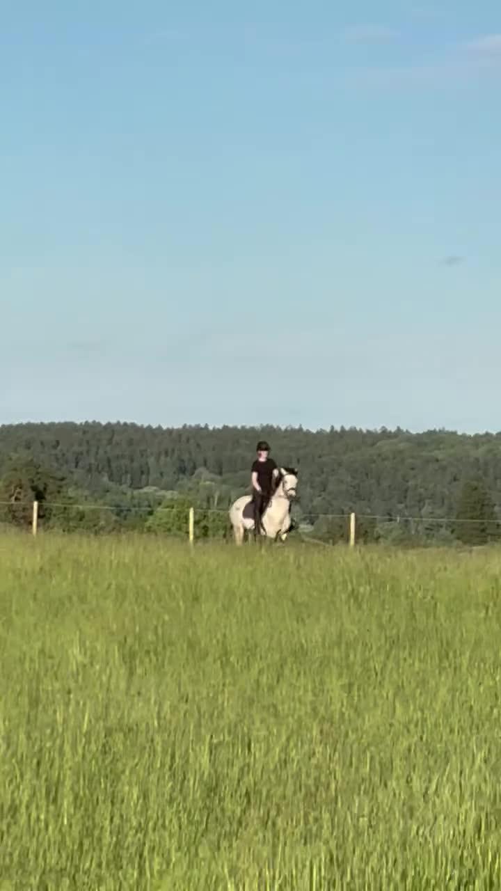 Hoppning hästar till salu: Sockersött 5-årigt svenskfött Connemarasto - Video 5