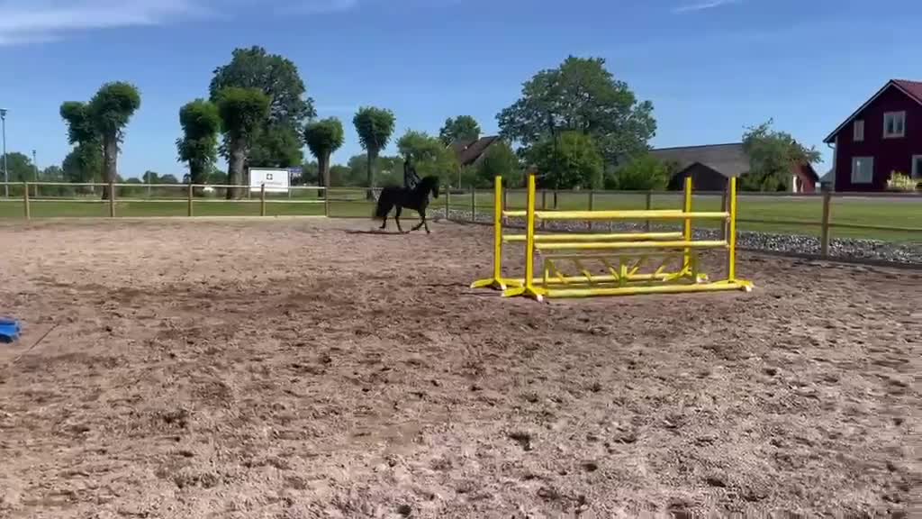 Hoppning hästar till salu: Toppstammad hoppvalack Lux Z, diamant de semilly i Falköping - Video 1