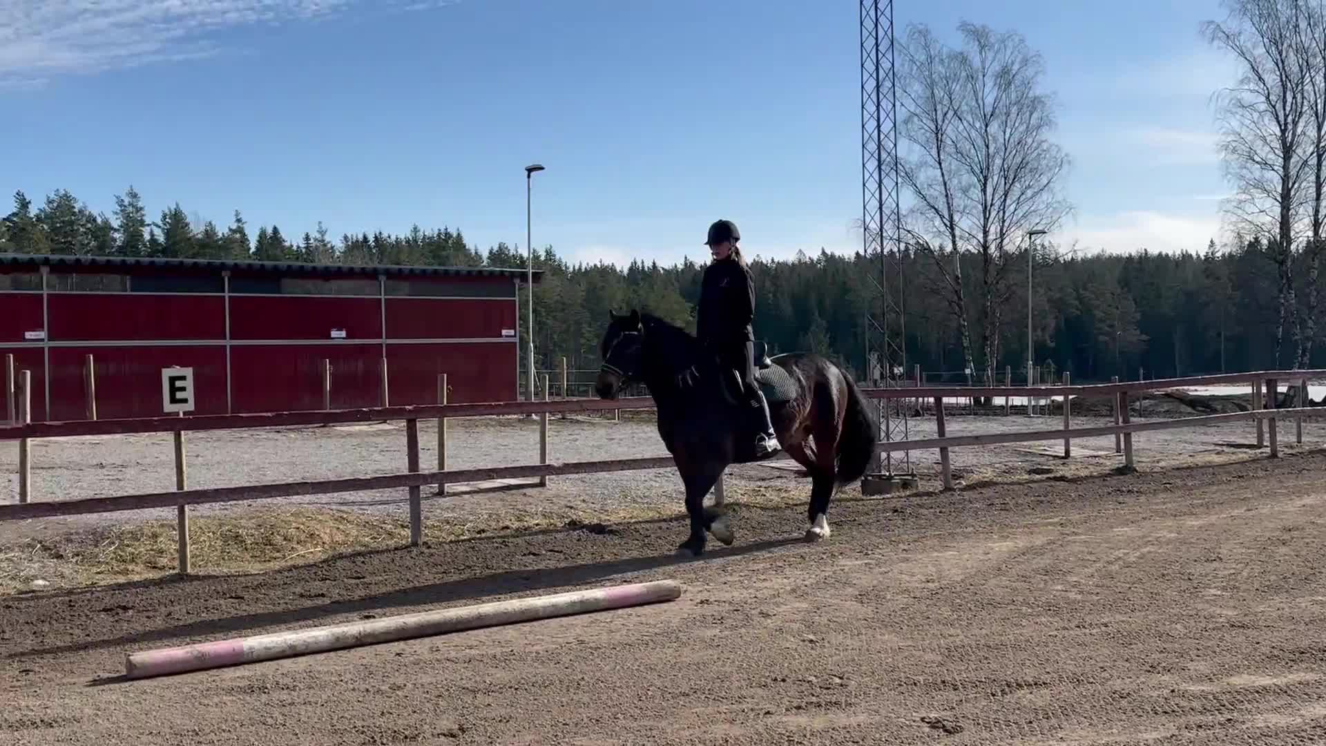 Allround hästar till salu: Börje  - Video 3
