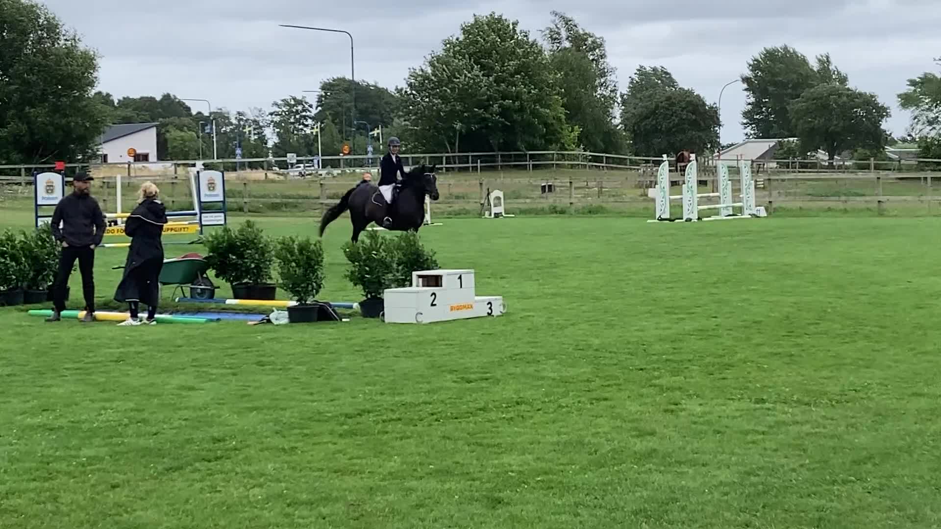Allround hästar till salu: Charmig New Forest valack - Video 2