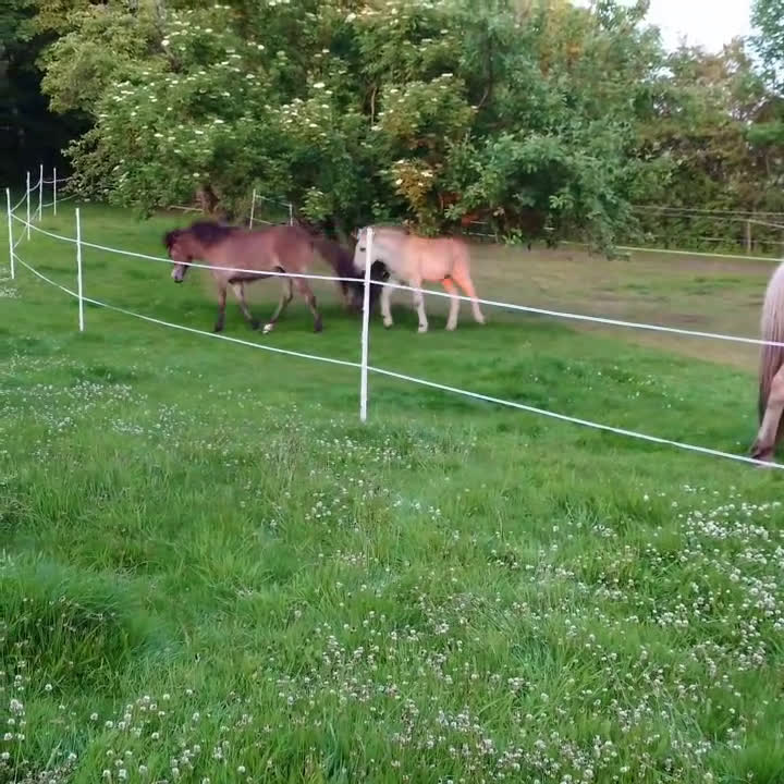 Allround hästar till salu: Mysigt ungsto - Video 3