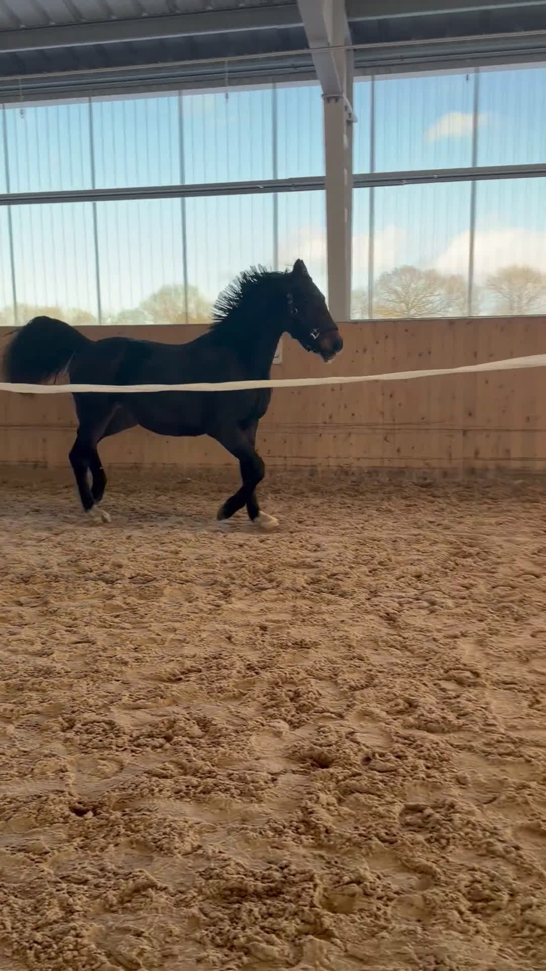 Dressyr hästar till salu: Mörk 2-årig dressyrvalack med fantastiska bakben! i Jonstorp - Video 3