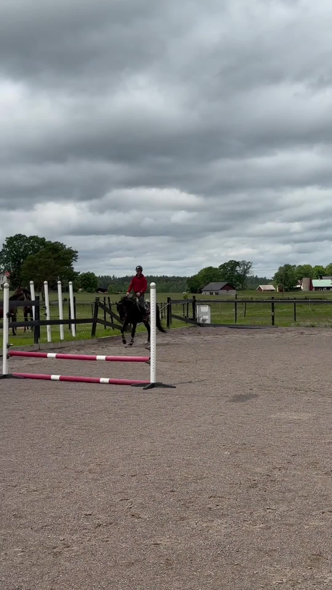 Hoppning hästar till salu: Lovande 3-årig SWB-valack med kapacitet! - Video 2