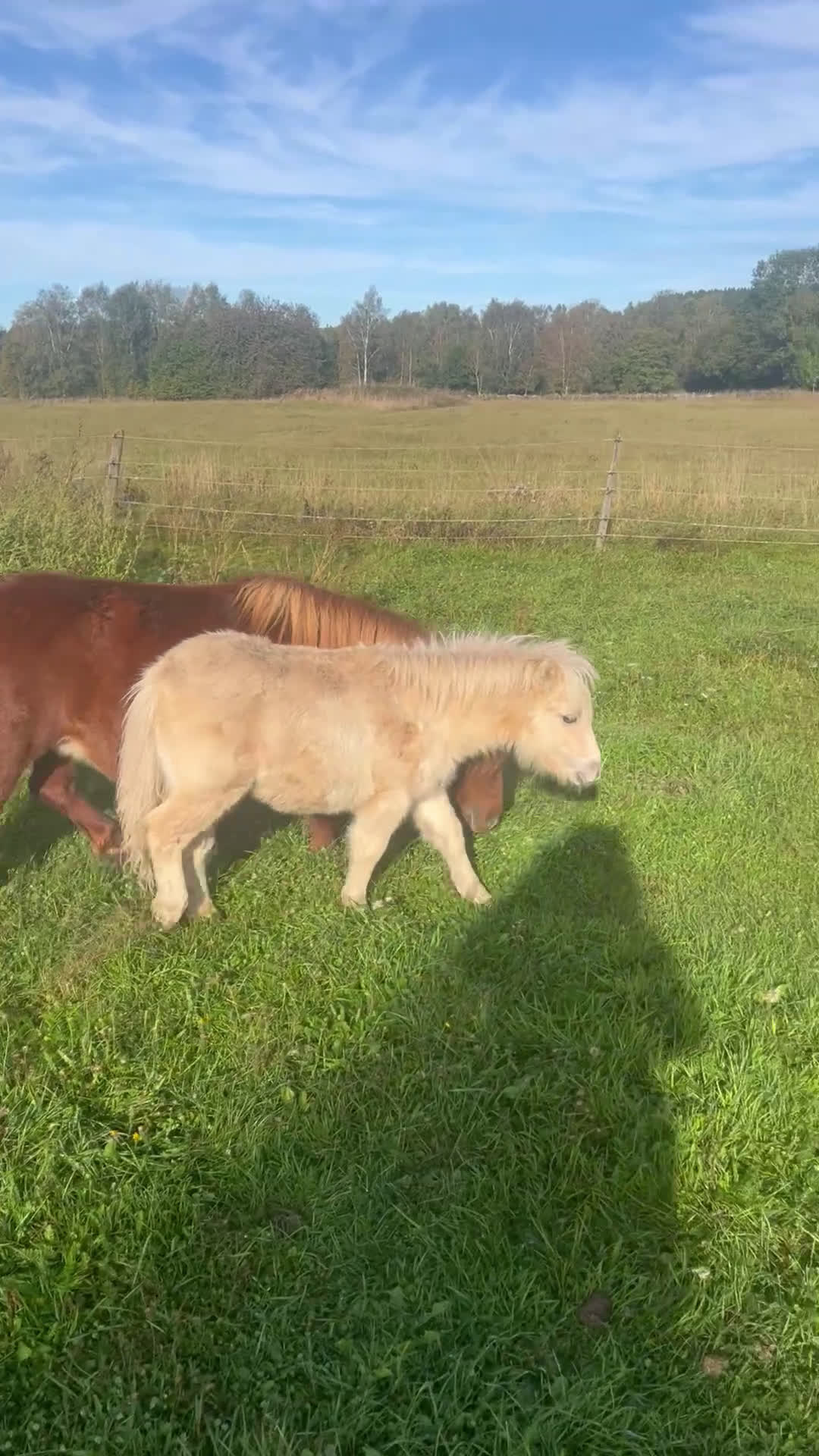 Övrigt hästar till salu: Minishetland föl i Falköping - Video 1