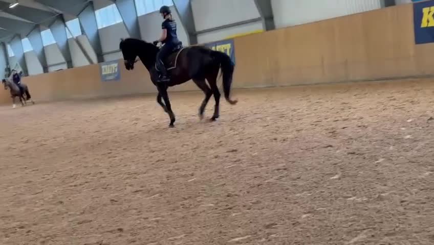 Dressyr hästar till salu: Meriterad svårklasshäst och fantastisk läromästare - Video 3