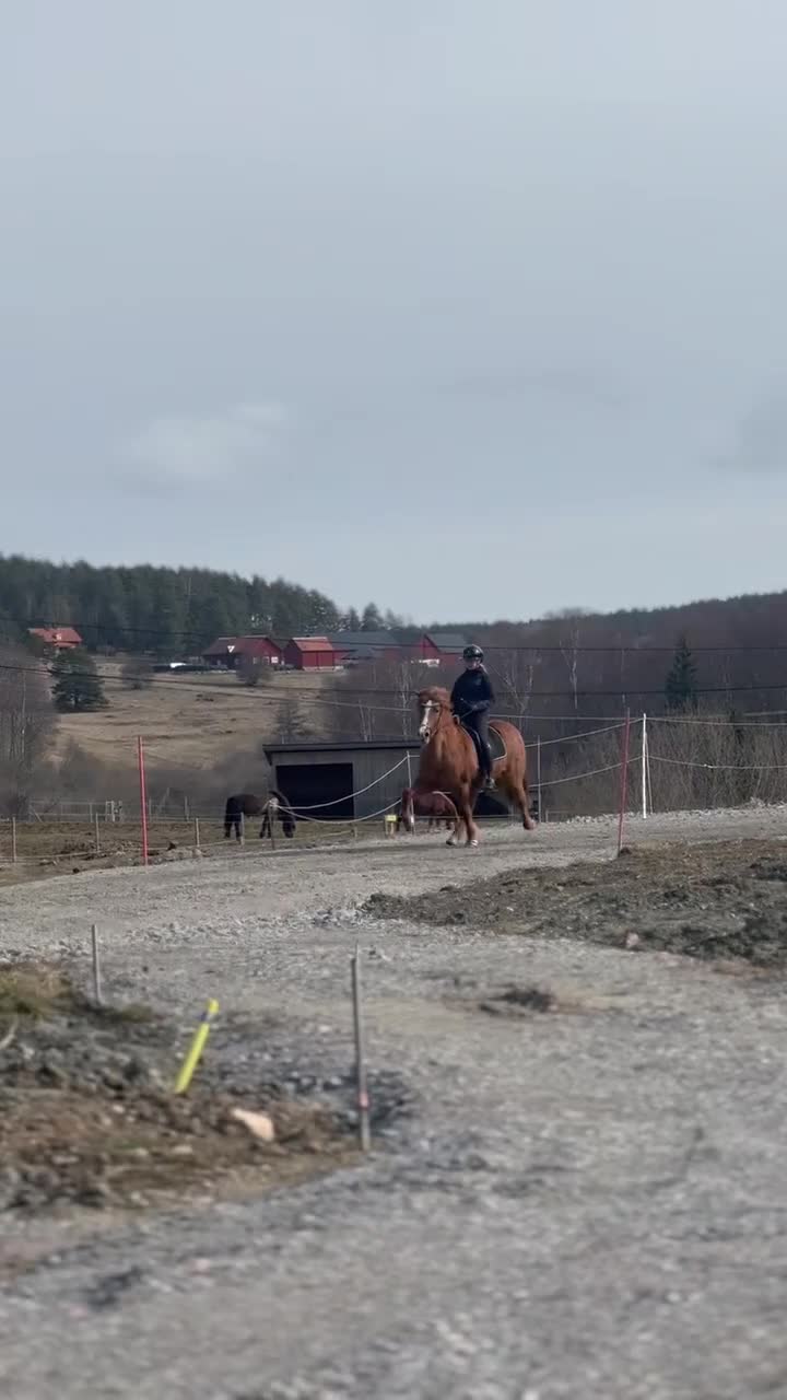 Island hästar till salu: Klöpp från Höreryd  i Brottby - Video 1