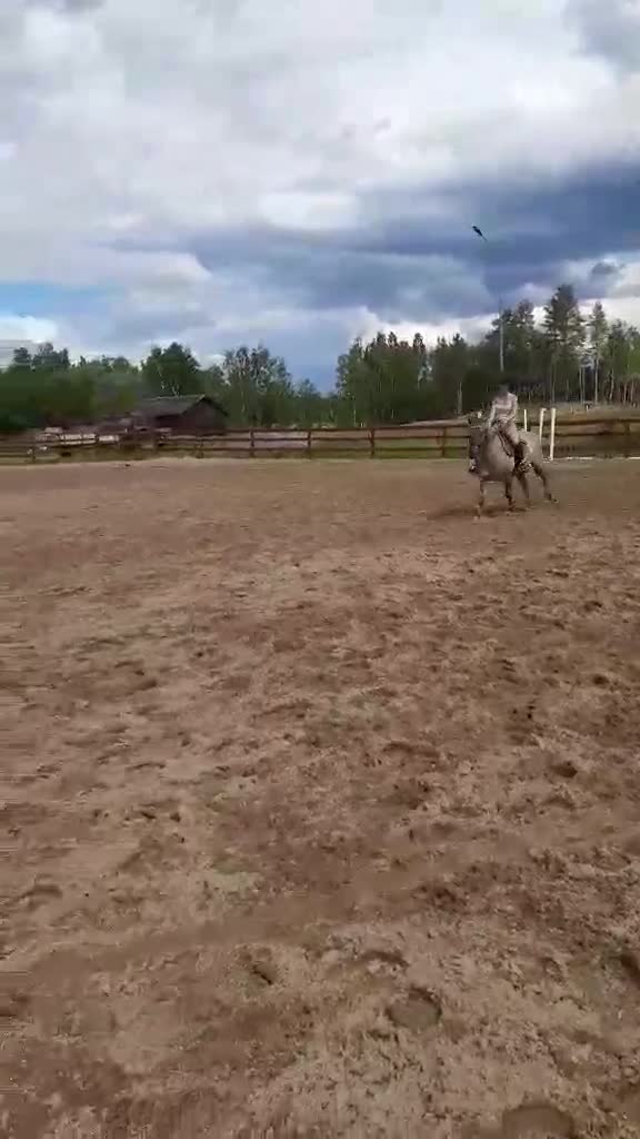 Allround hästar till salu: Rolig allroundponny i Delsbo - Video 2