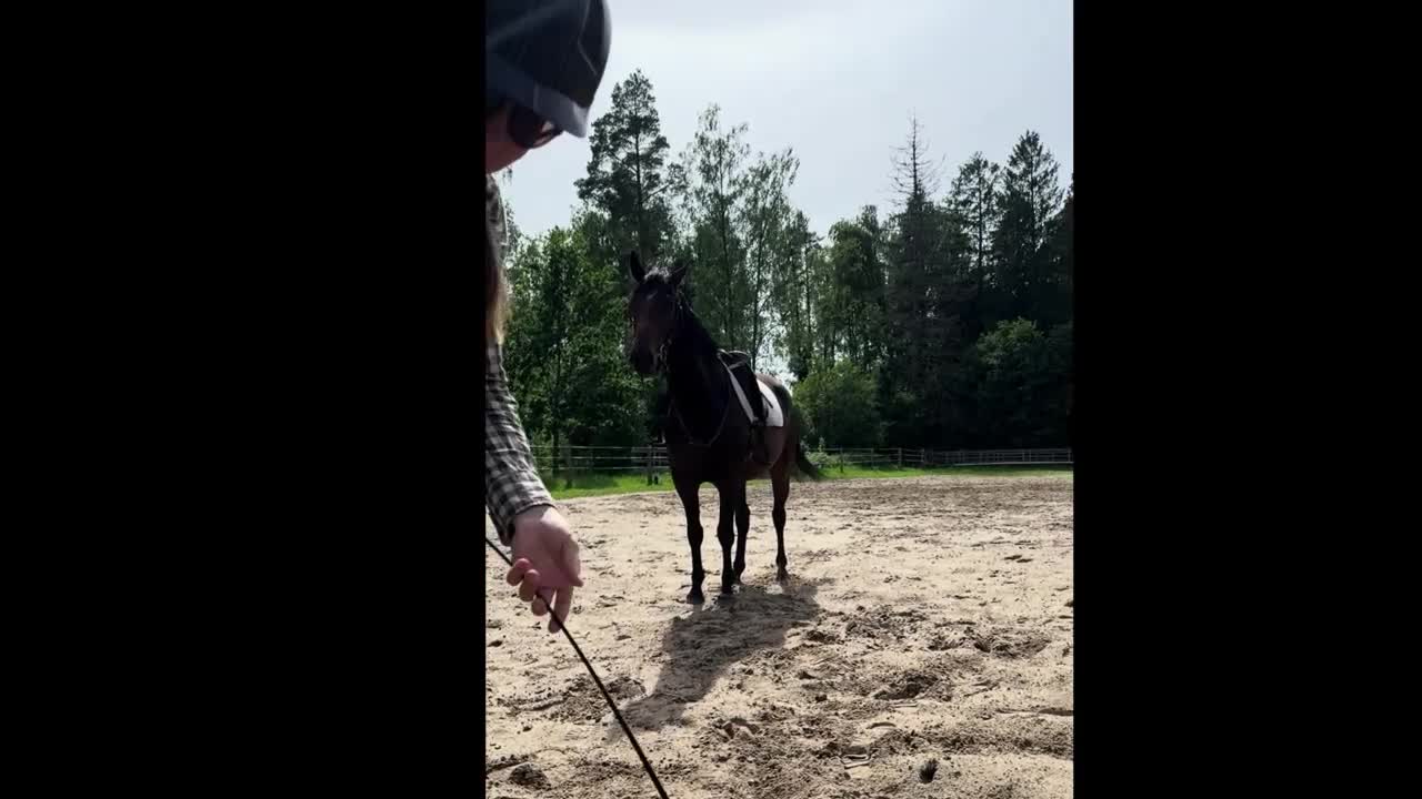 Allround hästar till salu: Väluppfostrad ung gentleman - Video 1
