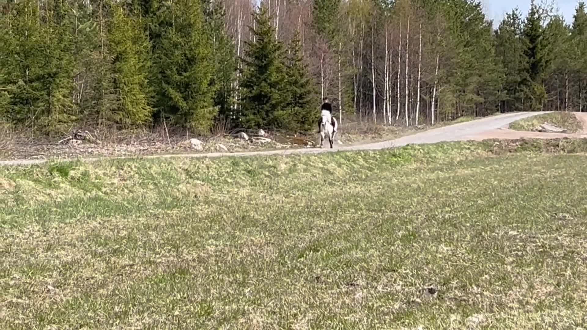 Island hästar till salu: Trevlig islandshäst söker sin egen människa - Video 2