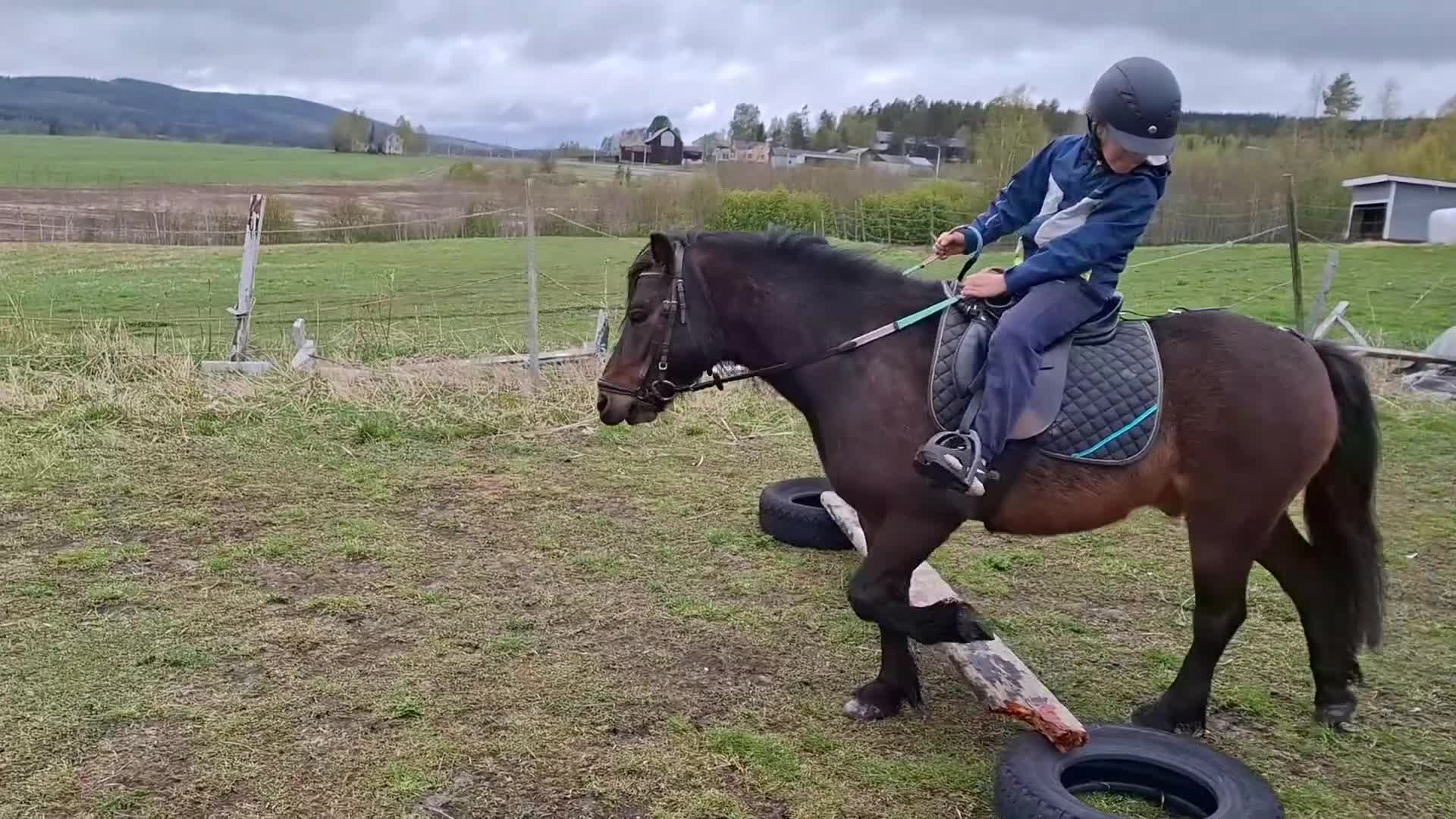 Allround hästar till salu: Drömponny allround delux - Video 5