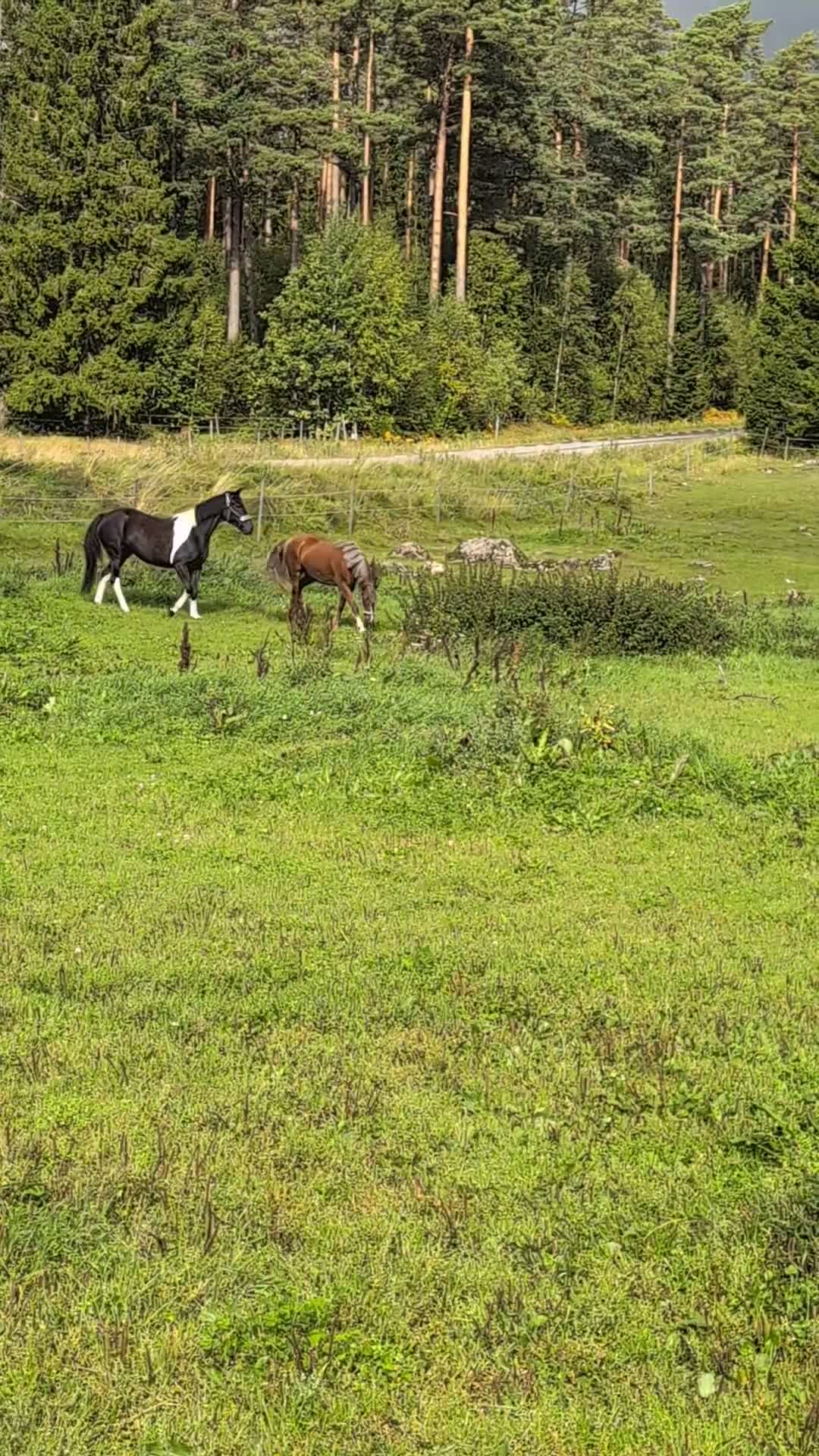 Allround hästar till salu: Ljuvligt sto  - Video 2