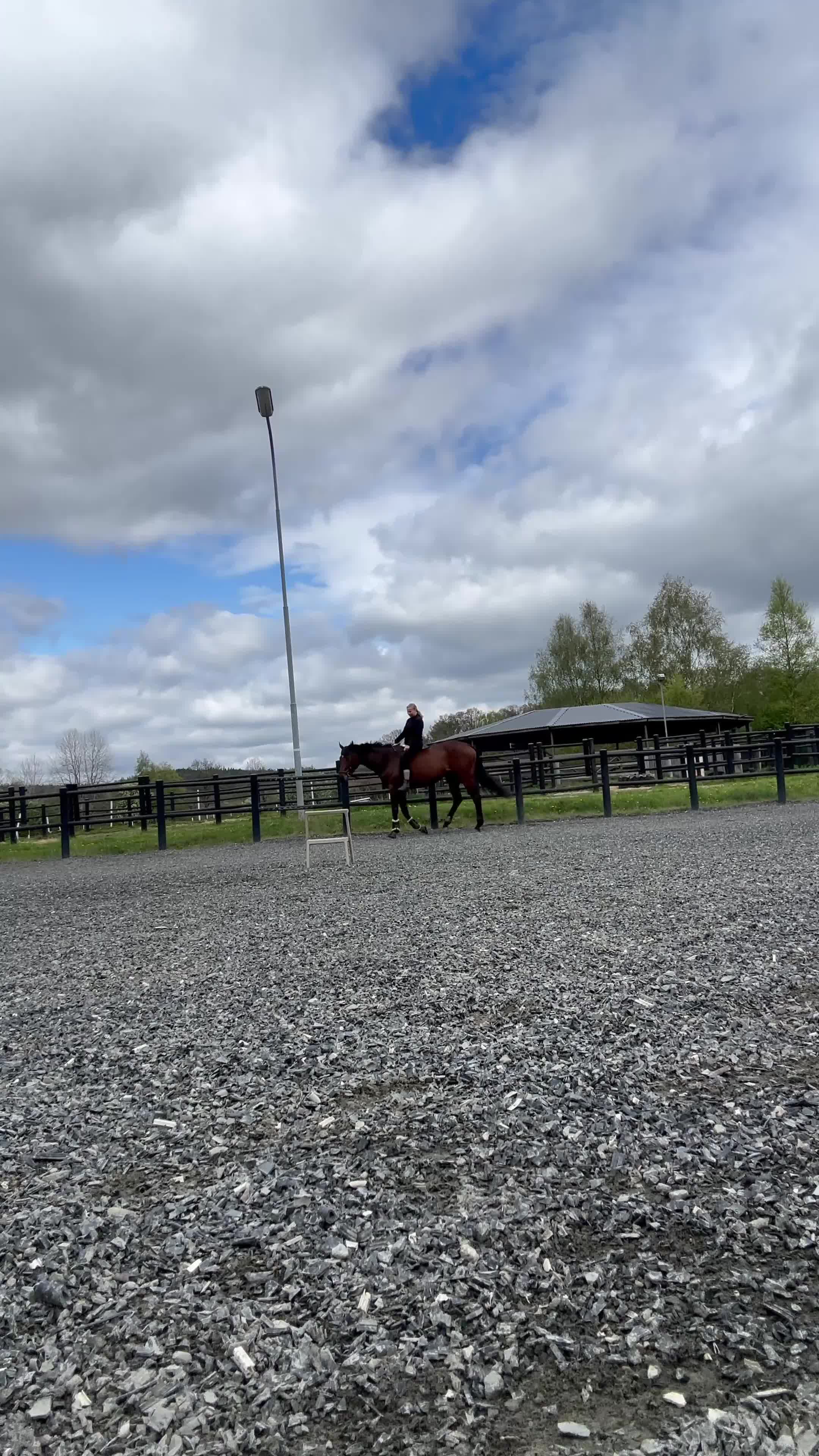 Allround hästar till salu: Underbart sto som du kan forma själv - Video 1