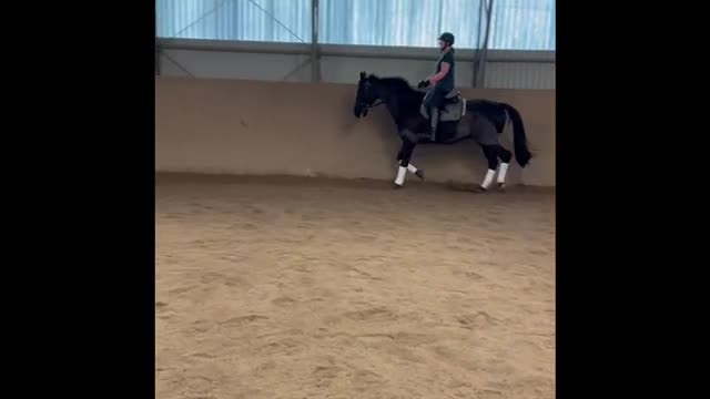 Allround hästar till salu: Stilig gentleman - Video 1