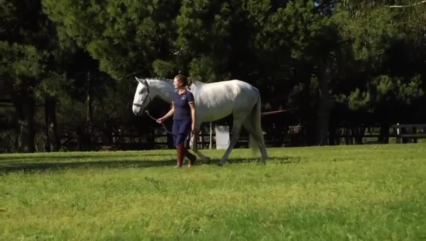 Dressyr hästar till salu: Chans att fynda pga graviditet  - Video 3