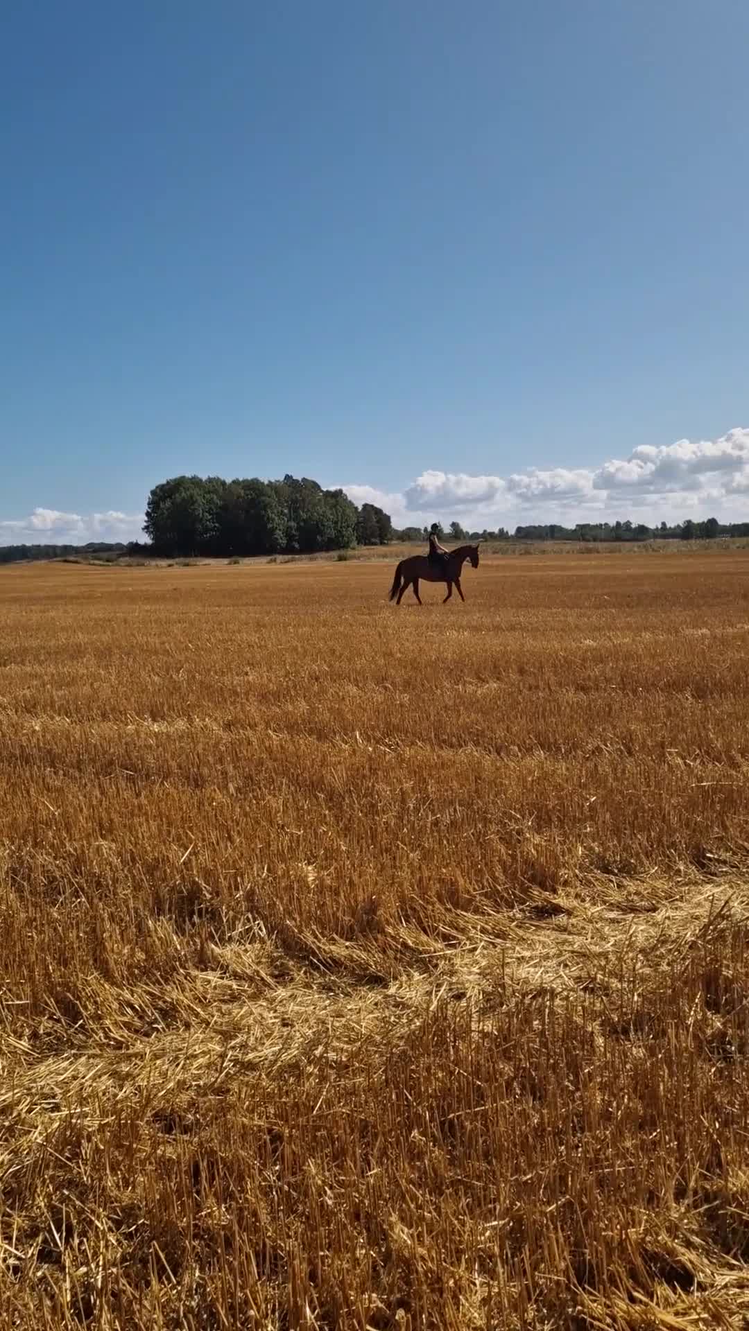Dressyr hästar till salu: Social häst till lättare träning - Video 2