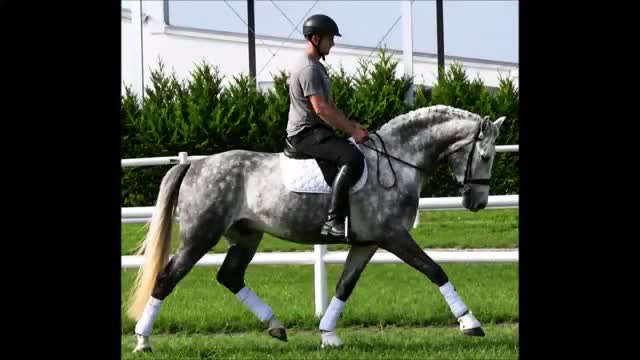 Allround hästar till salu: Presence & Talent - amazing Silesian - Video 1