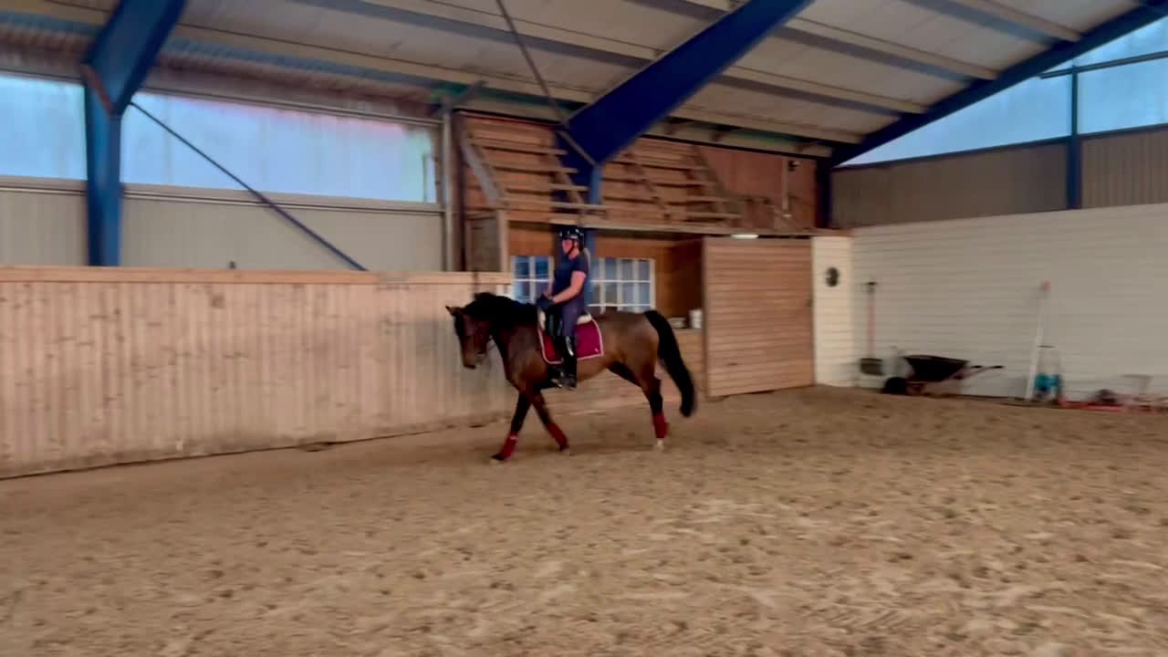 Dressyr hästar till salu: Vaken liten tjej i Laholm - Video 4