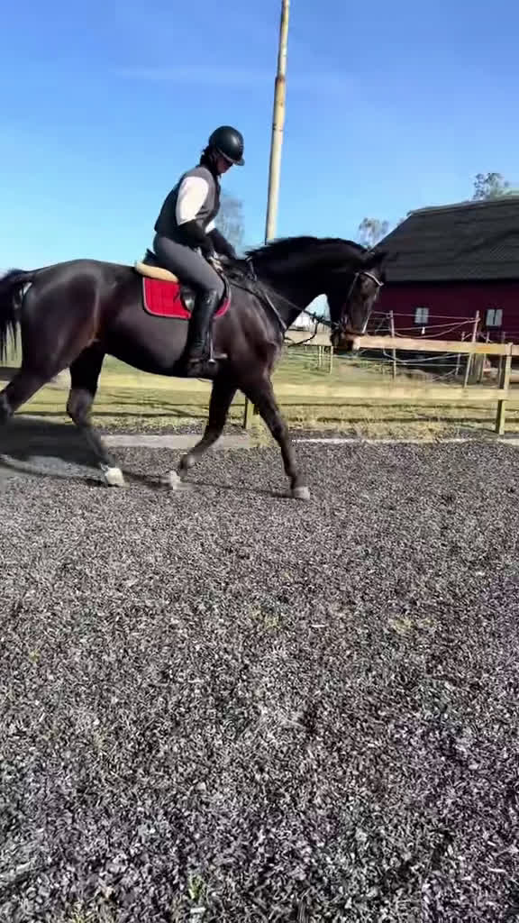  medryttarhäst sökes: Söker Medryttar/ foderhäst i Fjälkinge - Video 2