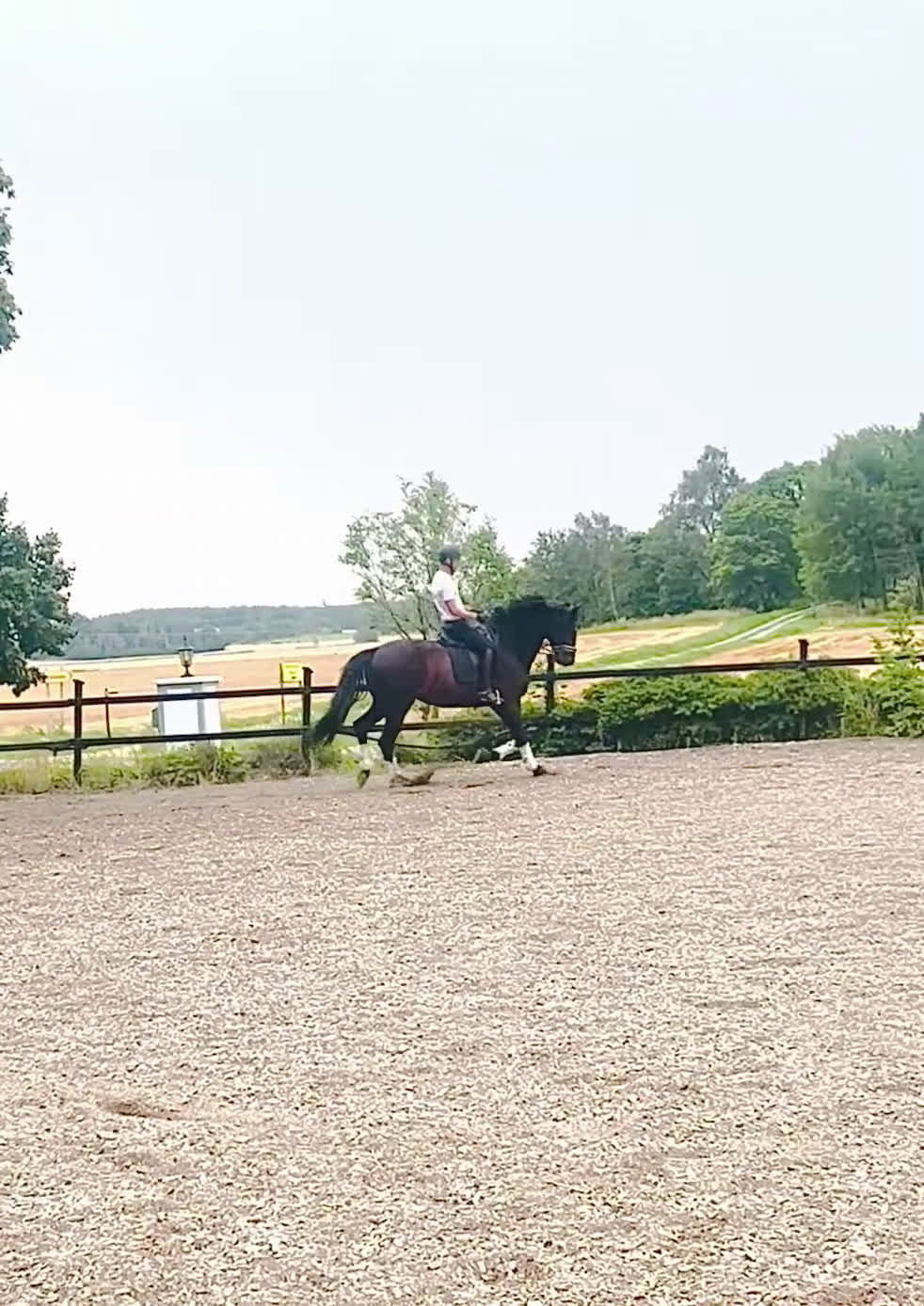 Dressyr hästar till salu: 8 årig valack med mycket kvalitet i Örsundsbro - Video 1